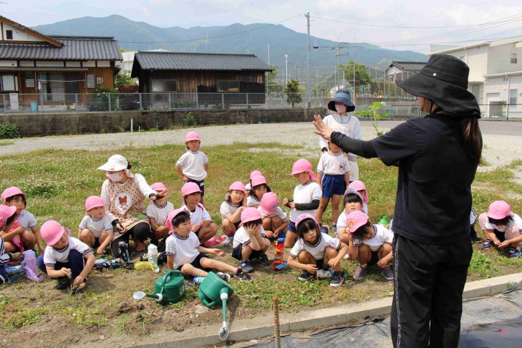 夏野菜の苗植えをしました②