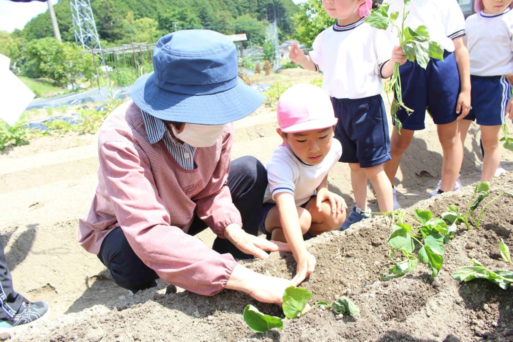 芋の苗を植えました！